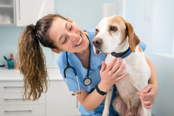 Pet Groomer